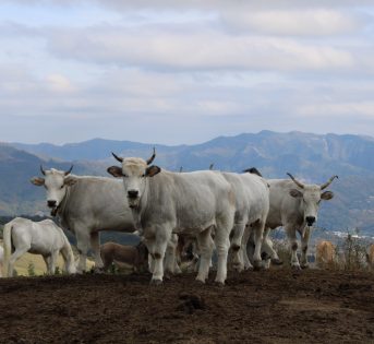 ZOOTECNIA: BENESSERE ANIMALE, LE NUOVE NORME EUROPEE SUI TRASPORTI