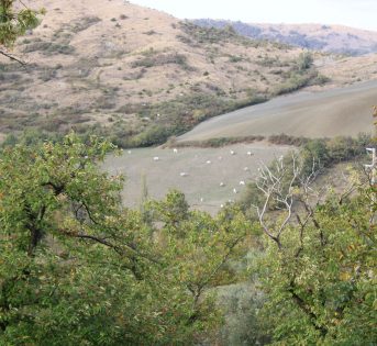 BENESSERE ANIMALE: ZOOTECNIA E TRANSIZIONE SOSTENIBILE, I MODELLI IN CAMPO