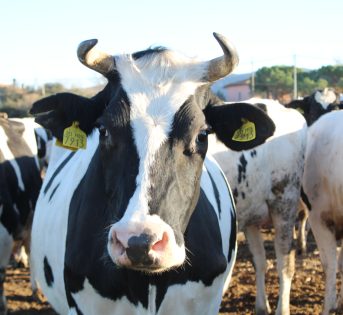 BENESSERE ANIMALE: IL MIGLIORAMENTO GENETICO, SOSTENIBILITÀ AMBIENTALE ED ECONOMICA