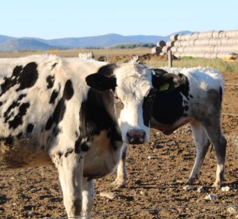 INNOVAZIONE: LA ZOOTECNIA DI PRECISIONE, DUE ESEMPI PRATICI