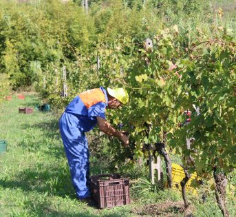 LAVORO: PAC 2023-2027, LA CONDIZIONALITÀ SOCIALE COME LEVA PER UN’AGRICOLTURA EQUA, SOSTENIBILE ED ETICA