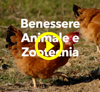 BENESSERE ANIMALE: POLLI BRADI E BOVINI RUSTICI IN MAREMMA